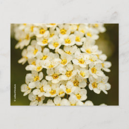 Postal Hermosa floral Bridalwreath Spiraea