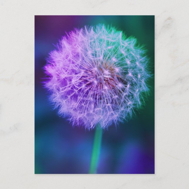 Postal Hermosa foto de Dandelion con fondo azul | (Anverso)