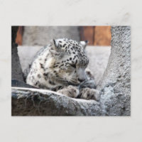 Hermosa foto de gato salvaje leopardo de la nieve