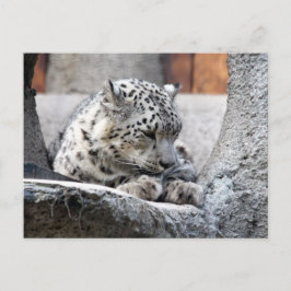 Postal Hermosa foto de gato salvaje leopardo de la nieve