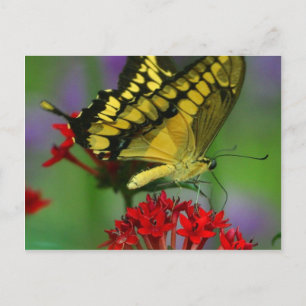 Postal Hermosa foto de la mariposa monarca