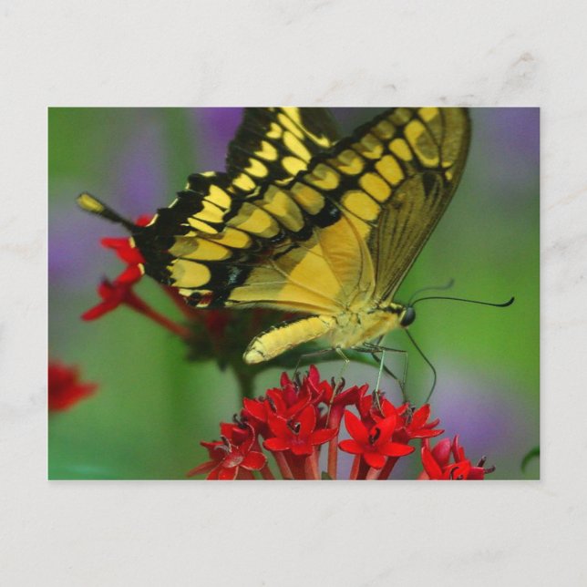 Postal Hermosa foto de la mariposa monarca (Anverso)