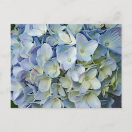 Postal Hermosa foto de las flores azules de Hydrangea