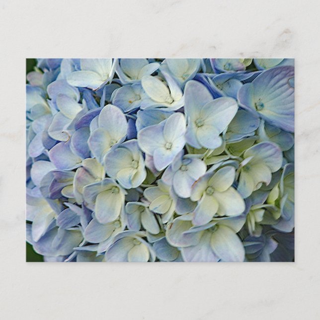 Postal Hermosa foto de las flores azules de Hydrangea (Anverso)