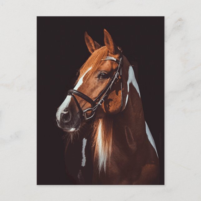 Postal Hermosa foto de retrato de caballo de pintura marr (Anverso)