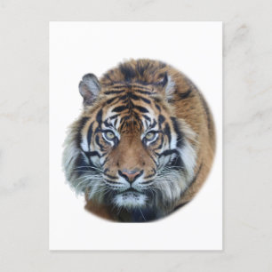 Postal Hermosa foto del rostro del tigre de Bengala
