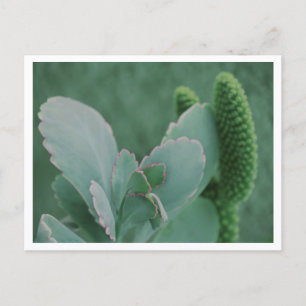 Postal Hermosa fotografía artística de planta del desiert