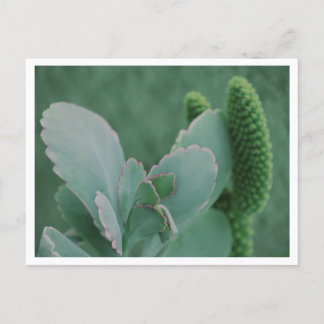 Postal Hermosa fotografía artística de planta del desiert