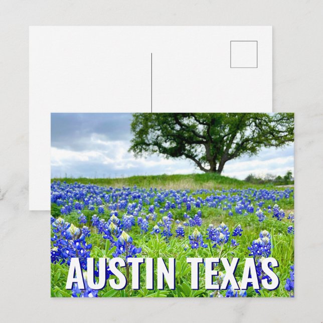 Postal Hermosa Fotografía de Bluebonnets Austin Texas (Anverso / Reverso)