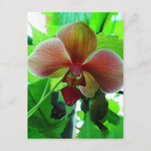 Postal Hermosa fotografía de orquídea exótica