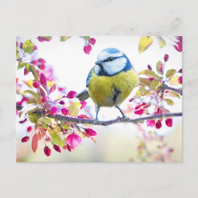 Postal Hermosa fotografía de pájaro azul y amarillo en un (Anverso)