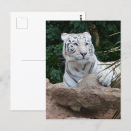 Postal Hermosa fotografía de tigres blancos en Bengala
