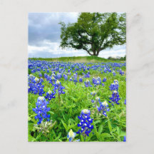 Hermosa fotografía en Bluebonnets Texas