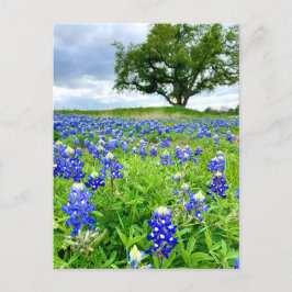 Postal Hermosa fotografía en Bluebonnets Texas