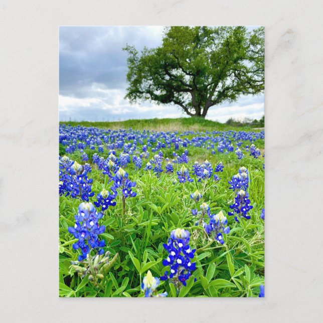Postal Hermosa fotografía en Bluebonnets Texas (Anverso)