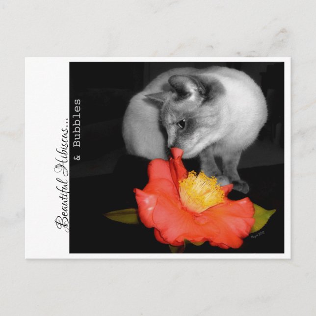 Postal Hermosa Hibiscus... y burbujas. (Anverso)