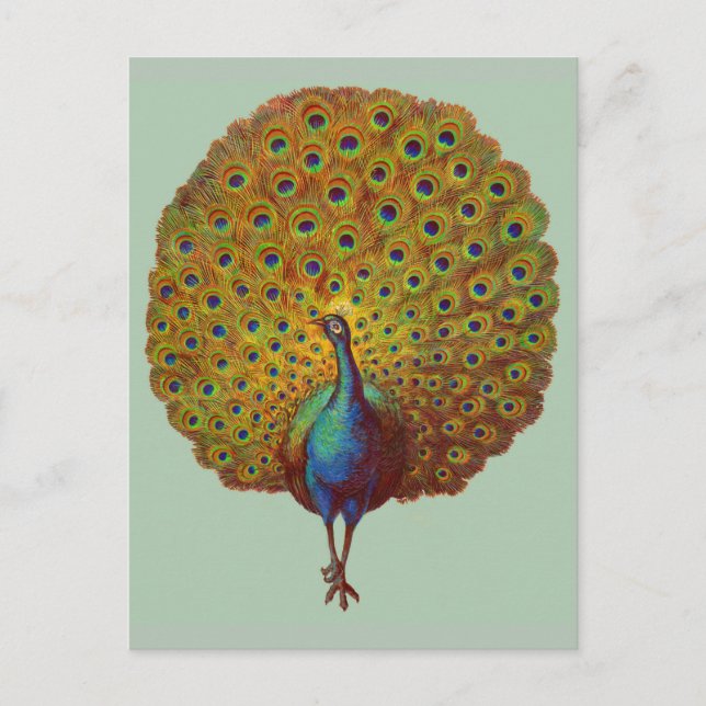 Postal hermosa huella de pavo real victoriana (Anverso)