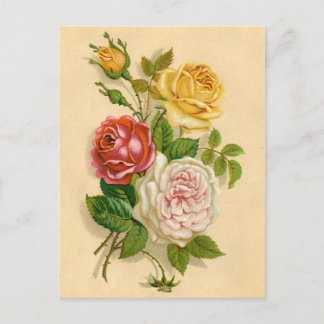 Postal Hermosa Ilustración Vintage de Rosa