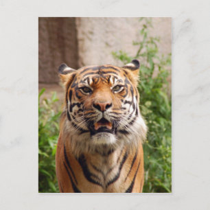 Postal Hermosa imagen de tigre
