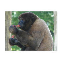 Hermosa imagen del mono marrón y negro