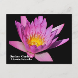 Postal Hermosa lirio de agua morada #800Nw 800