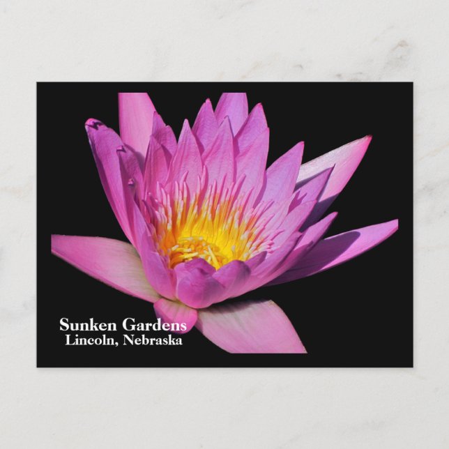 Postal Hermosa lirio de agua morada #800Nw 800 (Anverso)