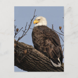Postal Hermosa mamá (Águila)