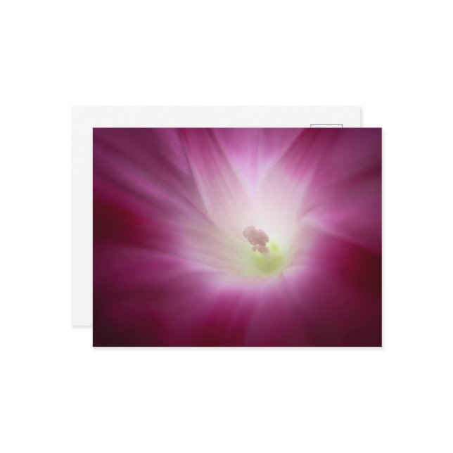 Postal Hermosa mañana Gloria Brillante Flor Rosa (Anverso/Reverso In Situ)