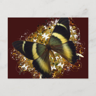 Postal Hermosa mariposa