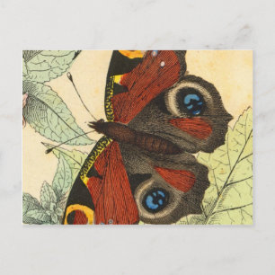 Postal Hermosa mariposa