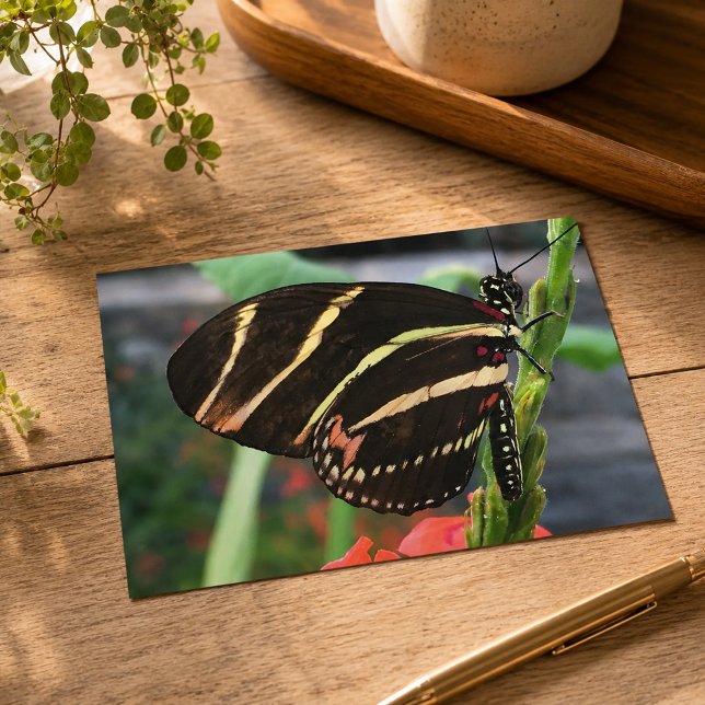 Postal Hermosa Mariposa (Subido por el creador)