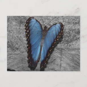 Postal Hermosa mariposa azul