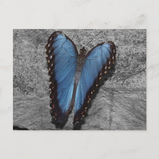 Postal Hermosa mariposa azul (Anverso)