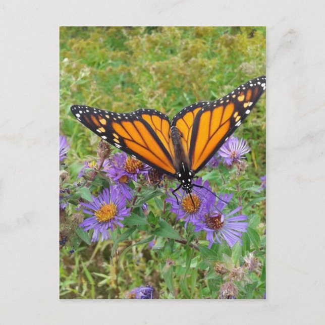 Postal Hermosa mariposa en Cornflowers (Anverso)