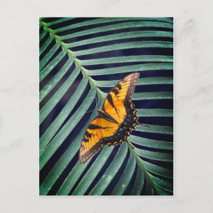 Postal Hermosa Mariposa En Una Hoja