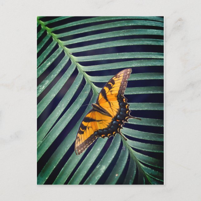 Postal Hermosa Mariposa En Una Hoja (Anverso)