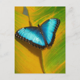 Postal Hermosa Mariposa Irisada