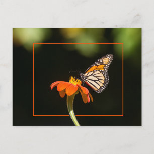Postal Hermosa mariposa monarca