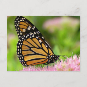 Postal Hermosa mariposa monarca