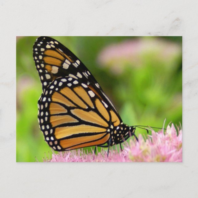 Postal Hermosa mariposa monarca (Anverso)