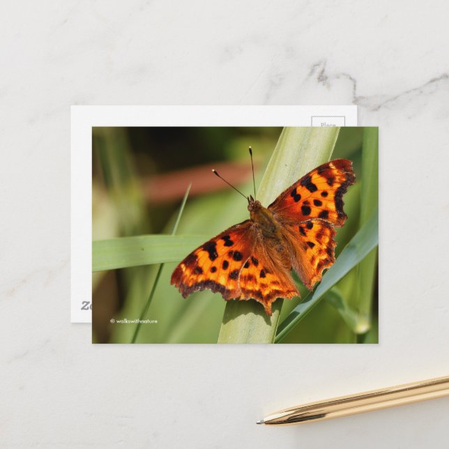 Postal Hermosa mariposa Naranja Satyr Comma (Anverso/Reverso In Situ)