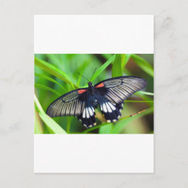 Postal Hermosa mariposa negra, blanca y roja
