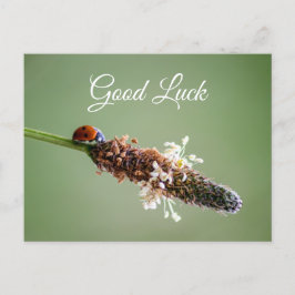 Postal Hermosa mariquita para la buena suerte y la fortun