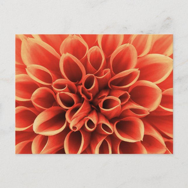 Postal Hermosa Naranja Dahlia Flower (Anverso)