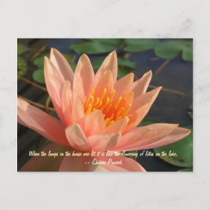 Postal Hermosa Naranja Water Lily