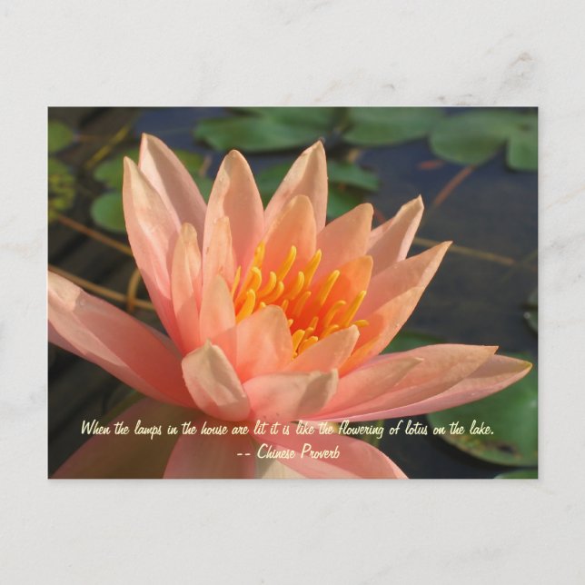 Postal Hermosa Naranja Water Lily (Anverso)