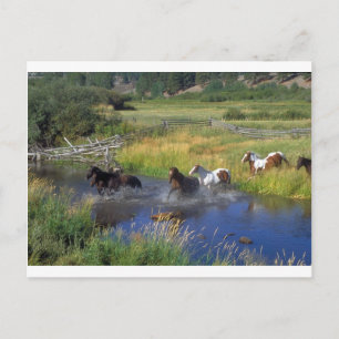 Postal Hermosa naturaleza de la cordillera de caballos