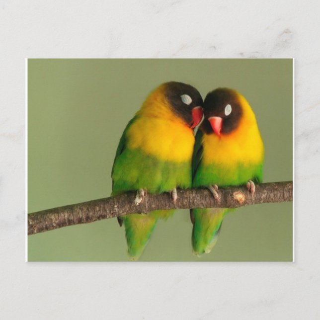 Postal Hermosa pareja de aves amorosas (Anverso)