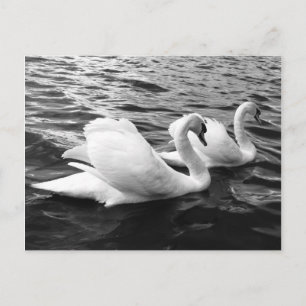 Postal Hermosa pareja de cisnes en el agua
