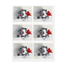 Hermosa porquería de Boston Terrier